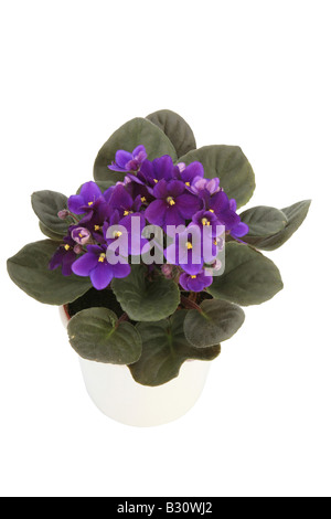 Saintpaulia Ionantha, African violet Stockfoto