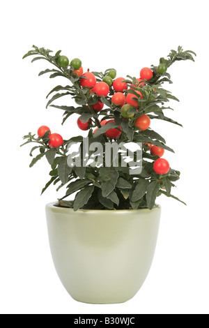 Solanum Pseudo-Capsicum, Solanum Pseudocapsicum, Korallenstrauch Stockfoto