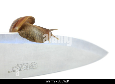 Achatina Fulica, riesigen afrikanischen Schnecke, riesigen afrikanischen Land Schnecke Stockfoto