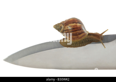 Achatina Fulica, riesigen afrikanischen Schnecke, riesigen afrikanischen Land Schnecke Stockfoto