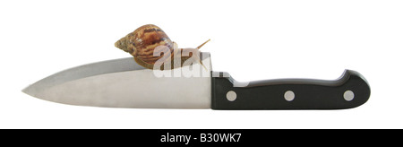 Achatina Fulica, riesigen afrikanischen Schnecke, riesigen afrikanischen Land Schnecke Stockfoto