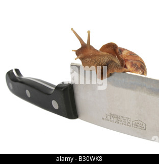 Achatina Fulica, riesigen afrikanischen Schnecke, riesigen afrikanischen Land Schnecke Stockfoto