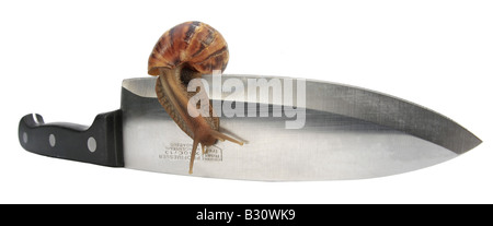 Achatina Fulica, riesigen afrikanischen Schnecke, riesigen afrikanischen Land Schnecke Stockfoto