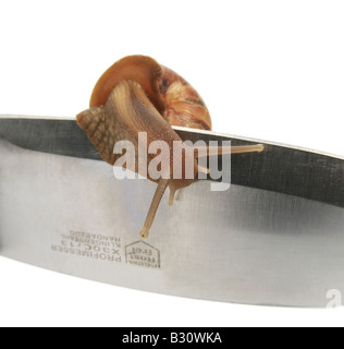 Achatina Fulica, riesigen afrikanischen Schnecke, riesigen afrikanischen Land Schnecke Stockfoto