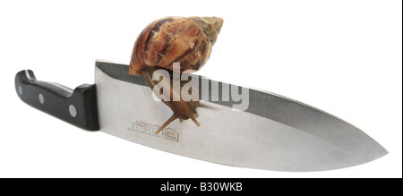 Achatina Fulica, riesigen afrikanischen Schnecke, riesigen afrikanischen Land Schnecke Stockfoto