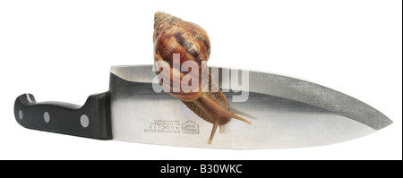 Achatina Fulica, riesigen afrikanischen Schnecke, riesigen afrikanischen Land Schnecke Stockfoto