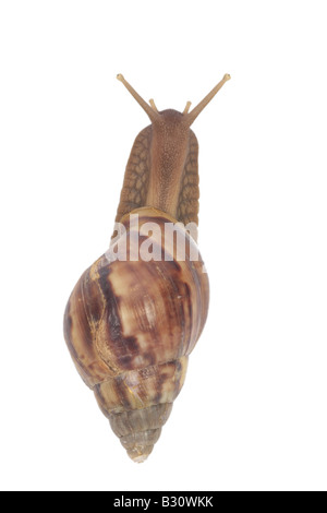 Achatina Fulica, riesigen afrikanischen Schnecke, riesigen afrikanischen Land Schnecke Stockfoto