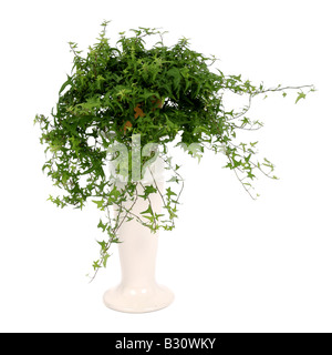 Hedera Helix, Englisch Efeu, gemeinsame Efeu Stockfoto