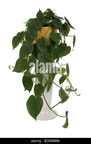 Philodendron Scandens, Hartleaf Philodendron Stockfoto