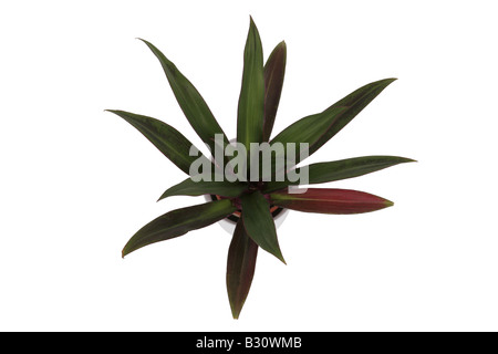 Rhoeo, Rhoeo Spathacea, Tradescantia Spathacea, Moses in the Cradle, Oyster-Anlage, Rhoeo Stockfoto