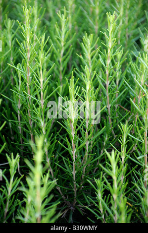 BEREICH DER WACHSENDEN ROSMARIN Stockfoto