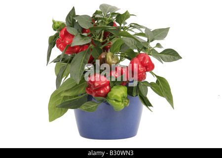 Capsicum Annuum, Chili-Pfeffer, paprika Stockfoto