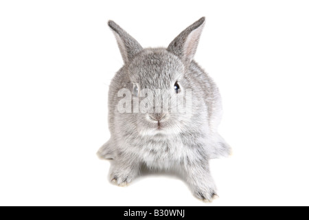 Oryctolagus Cuniculus F. Domestica, Hauskaninchen Stockfoto