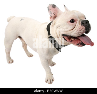 Bouledogue Français, Canis Lupus F. Familiaris, französische Bulldogge Stockfoto