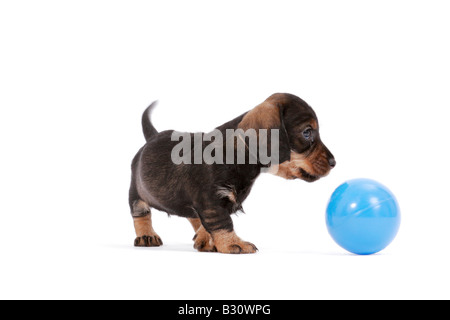 Canis Lupus F. Familiaris, Dackel, Haushund Stockfoto