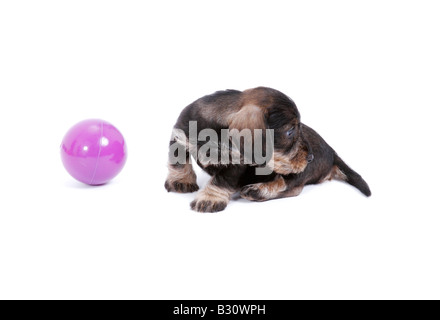 Canis Lupus F. Familiaris, Dackel, Haushund Stockfoto