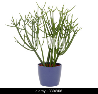 bio saatgut bienenweide BIO Saatgut Blumenmischung Bienenweide  Biogartenladen