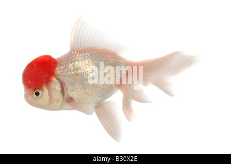 Shishigashira, Schleierschwanz, Carassius Auratus Auratus, Goldfische, Karpfen, Shishigashira, Fantail, weiße Oranda mit roter Kappe, Stockfoto