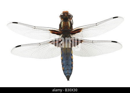 Libellula Depressa, breit-bodied Libellula, breit-bodied chaser Stockfoto
