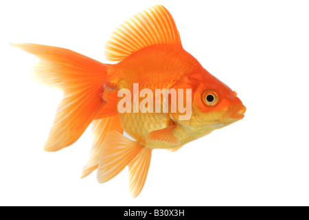 Carassius Auratus Auratus, Goldfische, Karpfen, Pfauentaube Stockfoto