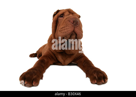 Shar-Pei, Sharpei, Canis Lupus F. Familiaris, Shar-Pei, chinesische Shar-Pei Stockfoto