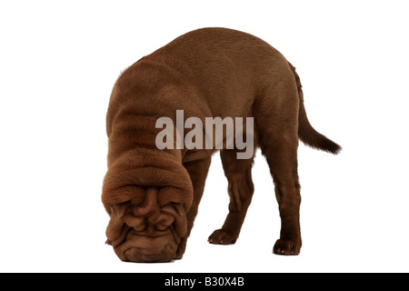 Shar-Pei, Sharpei, Canis Lupus F. Familiaris, Shar-Pei, chinesische Shar-Pei Stockfoto