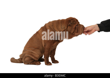 Shar-Pei, Sharpei, Canis Lupus F. Familiaris, Shar-Pei, chinesische Shar-Pei Stockfoto
