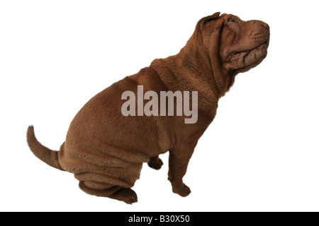 Shar-Pei, Sharpei, Canis Lupus F. Familiaris, Shar-Pei, chinesische Shar-Pei Stockfoto