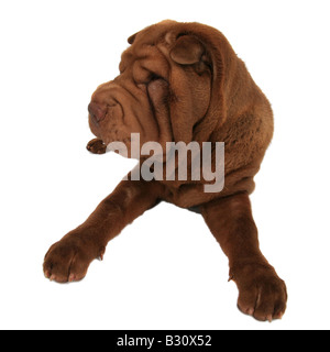 Shar-Pei, Sharpei, Canis Lupus F. Familiaris, Shar-Pei, chinesische Shar-Pei Stockfoto