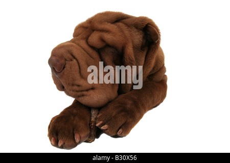 Shar-Pei, Sharpei, Canis Lupus F. Familiaris, Shar-Pei, chinesische Shar-Pei Stockfoto