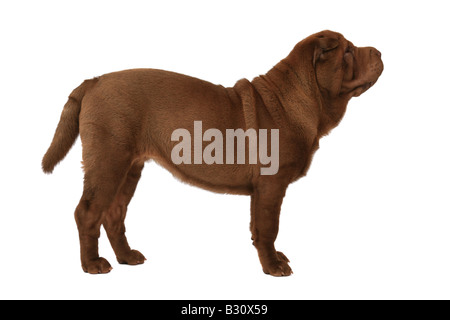 Shar-Pei, Sharpei, Canis Lupus F. Familiaris, Shar-Pei, chinesische Shar-Pei Stockfoto