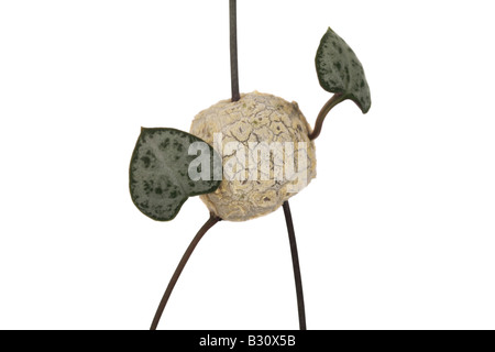 Ceropegia chinesischen, Ceropegia Linearis SSP chinesischen String Herz, Rosenkranz Rebe Stockfoto