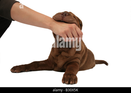 Shar-Pei, Sharpei, Canis Lupus F. Familiaris, Shar-Pei, chinesische Shar-Pei Stockfoto