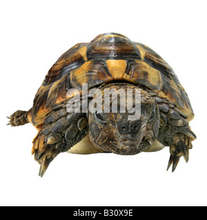 Testudo Hermanni, Hermann Schildkröte, Griechische Schildkröte Stockfoto