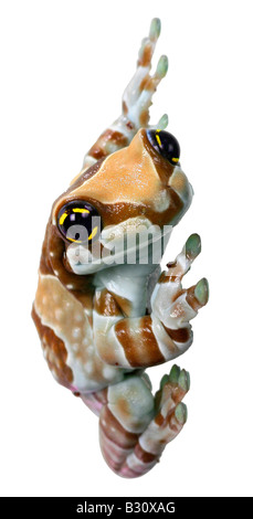 Phrynohyas Resinifictrix, Amazonas Baldachin Frosch Stockfoto