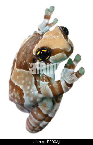 Phrynohyas Resinifictrix, Amazonas Baldachin Frosch Stockfoto