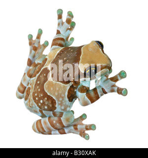 Phrynohyas Resinifictrix, Amazonas Baldachin Frosch Stockfoto