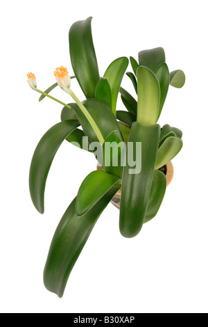 H. Albiflos, Haemanthus Albiflos, Shaving Brush Pflanze, Pflanze, Pinsel Stockfoto