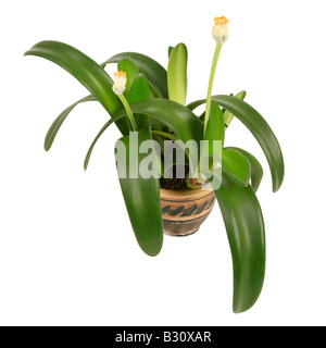 H. Albiflos, Haemanthus Albiflos, Shaving Brush Pflanze, Pflanze, Pinsel Stockfoto