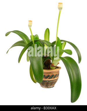 H. Albiflos, Haemanthus Albiflos, Shaving Brush Pflanze, Pflanze, Pinsel Stockfoto