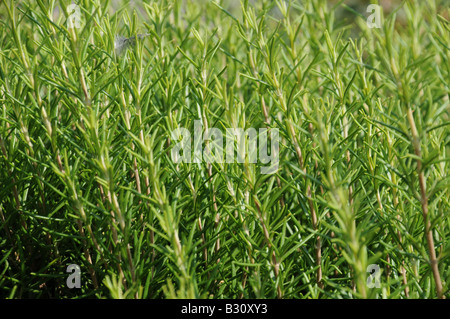 BEREICH DER WACHSENDEN ROSMARIN Stockfoto
