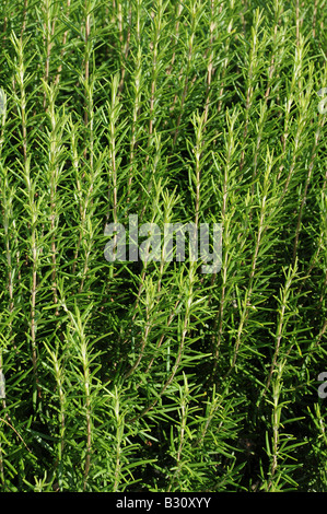 BEREICH DER WACHSENDEN ROSMARIN Stockfoto