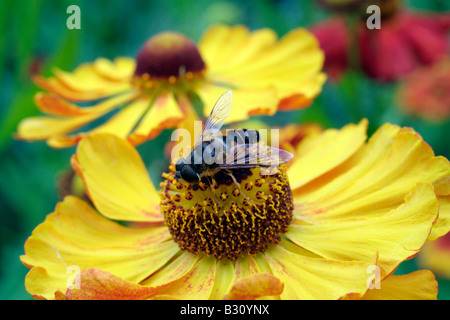 DROHNE FLIEGEN ERISTALIS TENAX FÜTTERUNG AUF HELENIUM ZIMBELSTERN Stockfoto