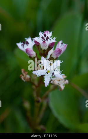 Bogbean Menyanthes zählig Blüten Hermaness National Nature Reserve Unst Shetland-Inseln Schottland UK Juni Stockfoto