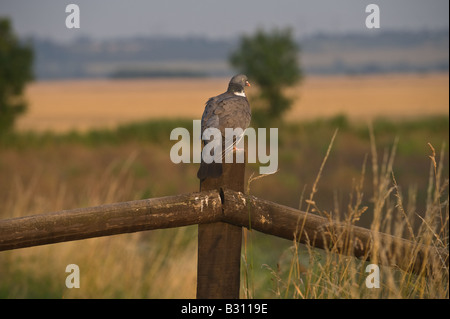 Ringeltaube (Columbus Palumbus) Erwachsenen ruht auf dem Zaun am späten Nachmittag Blacktoft Sands Nature Reserve Whitgift Goole Stockfoto