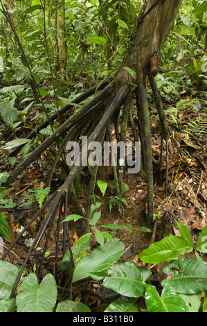 Palm Socratea Exorrhiza ursprünglich aus Regenwäldern im tropischen Mittel- und Südamerika Ecuador Regenwald Mai Wandern Stockfoto