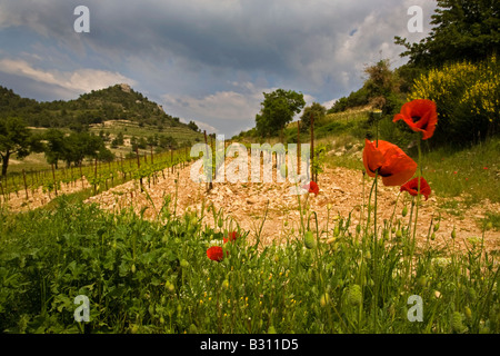 Mohn und Weingut inmitten der Dentelles Range, in der Nähe von Gigondas, Provence, Frankreich Stockfoto