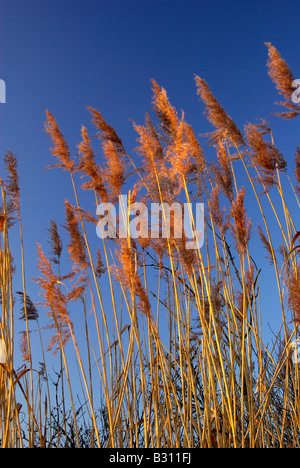 gemeinsamen Schilf im Winter vor einem blauen Himmel Stockfoto
