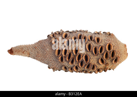 Banksia Grandis, Banksia Bull Stockfoto