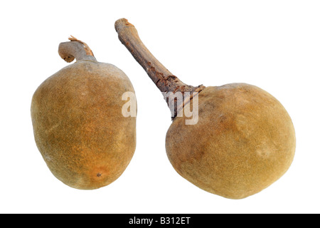 Baobab, Brot Affe, Affe Tamarinde Stockfoto